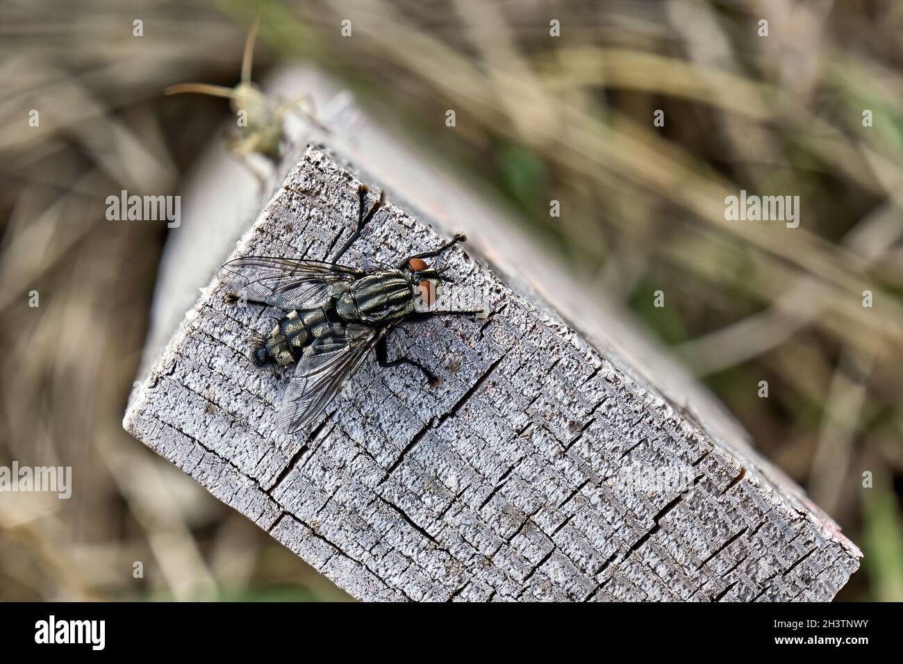 Graue Fleischfliege (Sarcophaga carnaria, auch: Aasfliege). Stockfoto