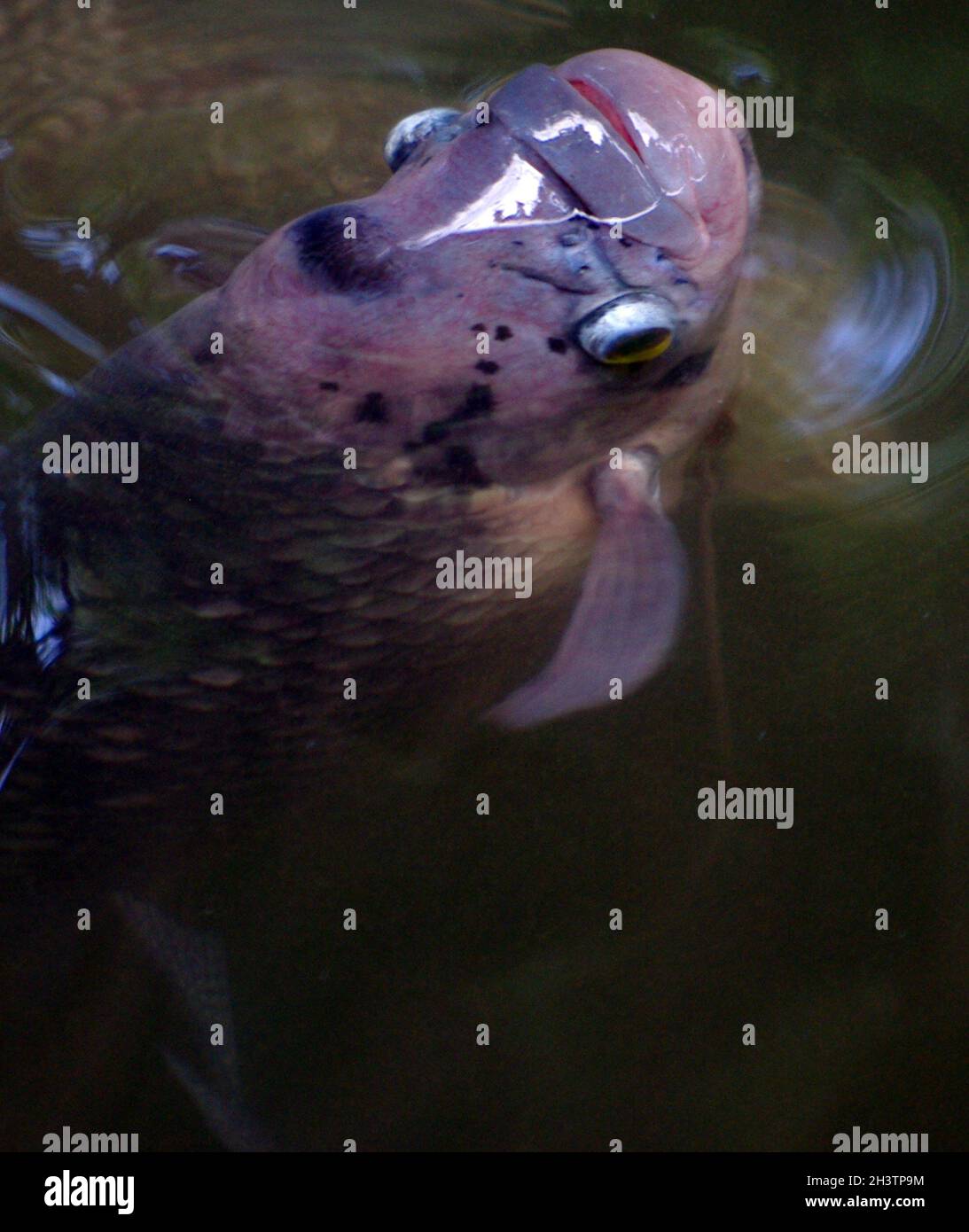 Gorami gigante Fotos und Bildmaterial in hoher Auflösung Alamy