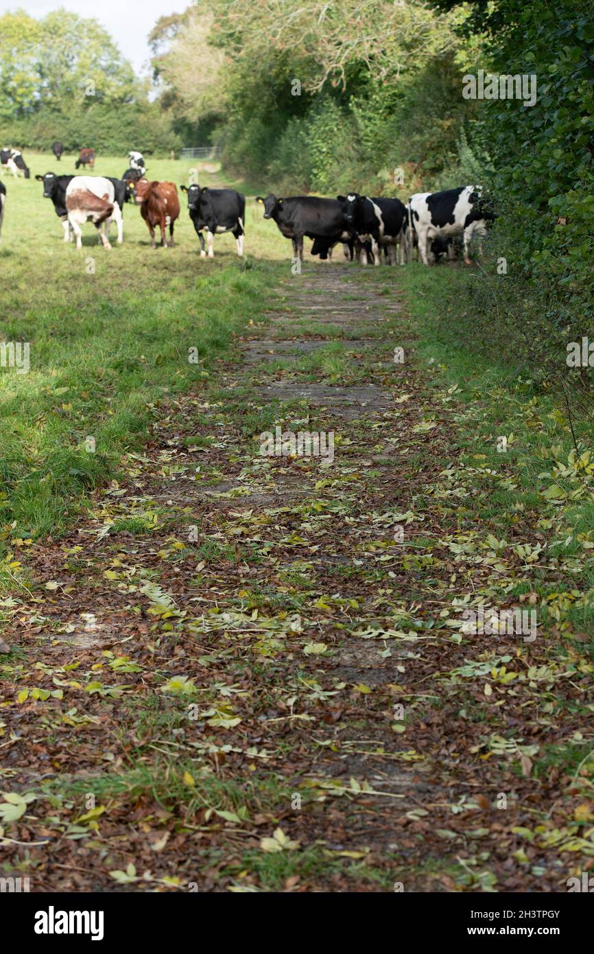 Ältere Kuhspuren Stockfoto