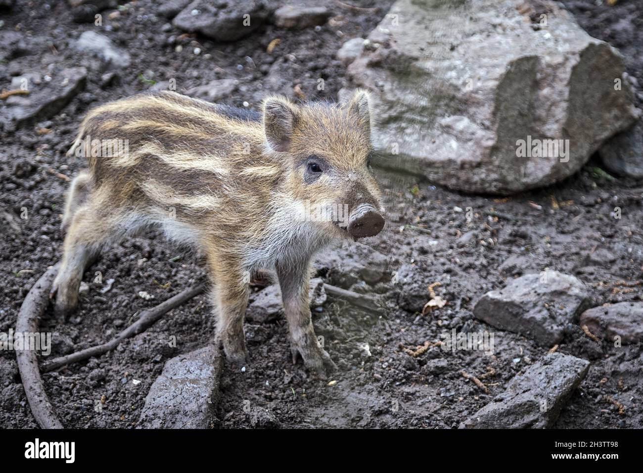 Wildschwein (Sus scrofa) Ferkel. Stockfoto