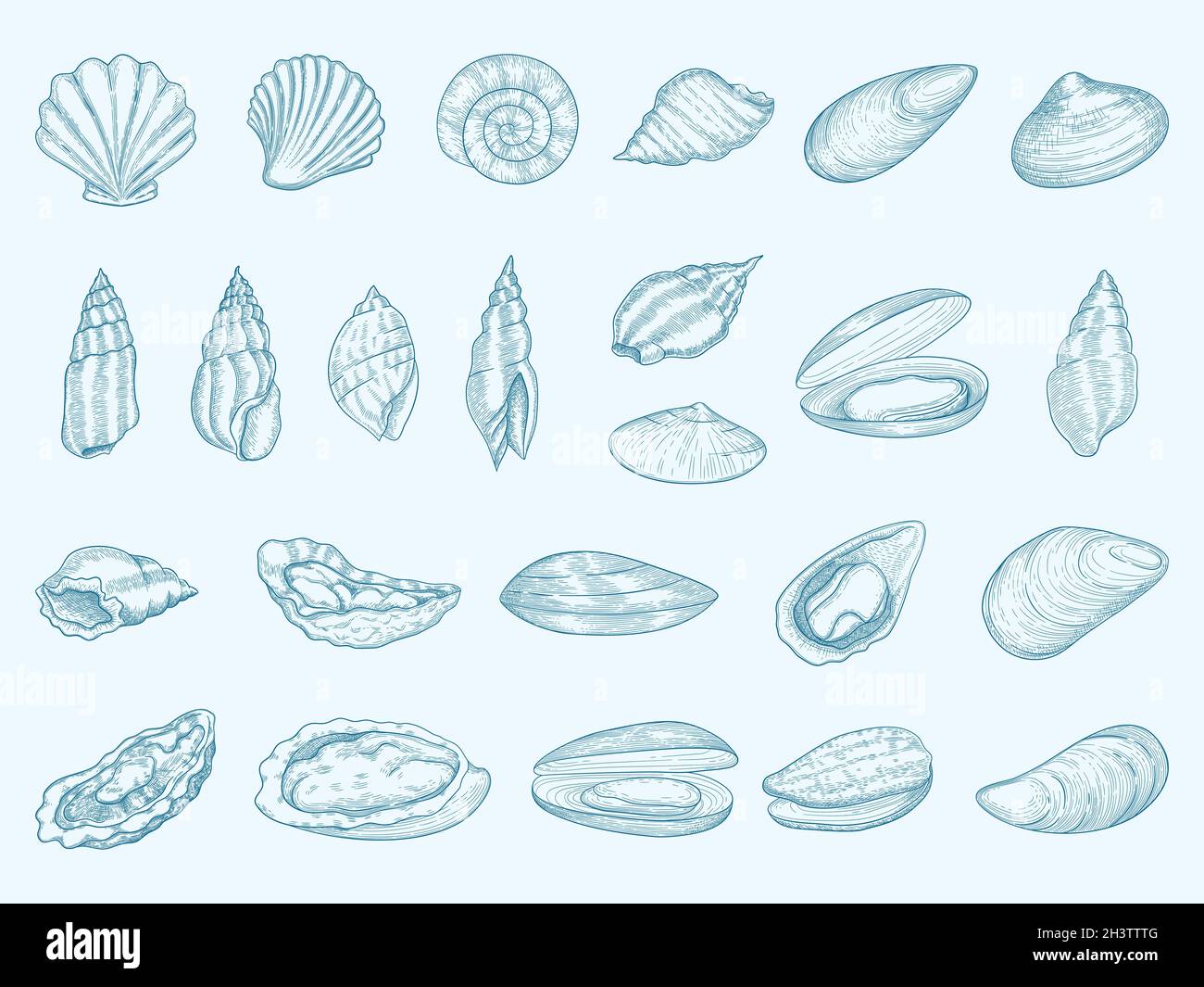 Oyster lecker. Gourmet Muscheln zum Essen Diät Meeresfrüchte französische traditionelle Küche Vektor Auster Illustrationen Stock Vektor