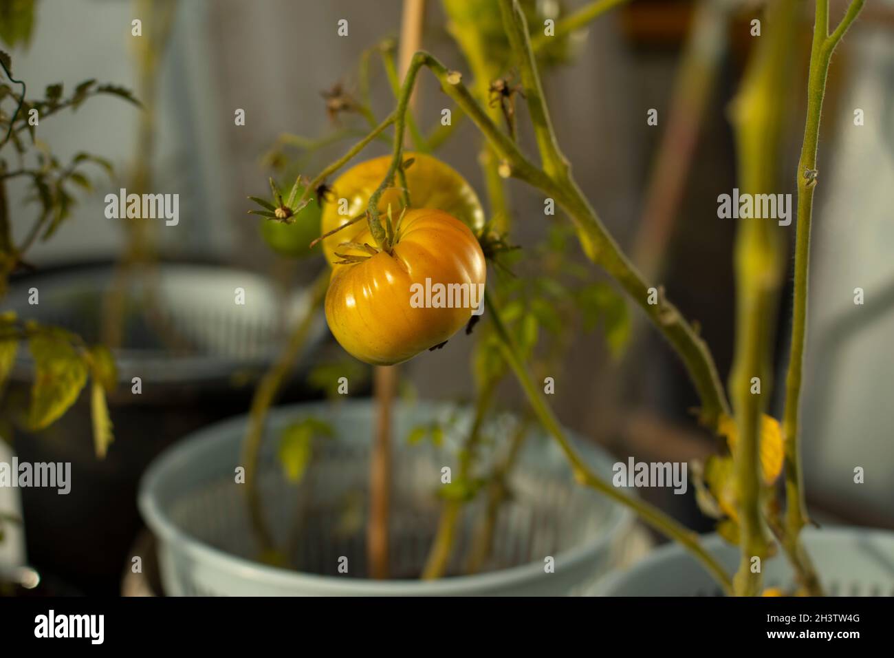 Tomaten auf einem Zweig. Unreife Tomaten wachsen aus Töpfen. Gemüse zu Hause anbauen. Tomaten reifen unter der Sonne. Stockfoto