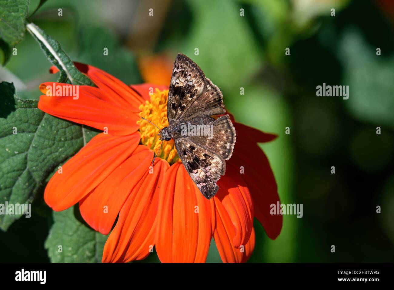 Weibliche Horace's Duskywing auf mexikanischer Sonnenblume. Es ist ein Schmetterling der Familie Hesperiidae. Erwachsene bevorzugen offene Wälder, Lichtungen, Zaunreihen, Stockfoto