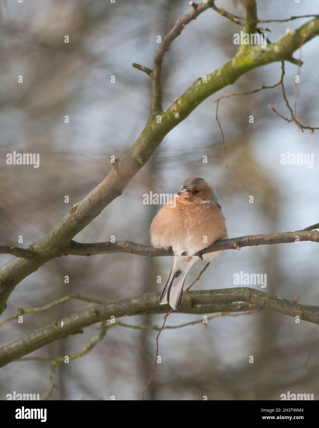 Ein kalter Buchfink auf einem Baum an einem sonnigen und frostigen Wintertag Stockfoto