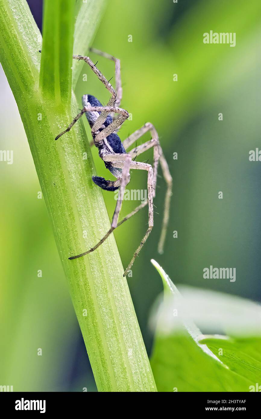 Philodromus ist schlecht. Stockfoto