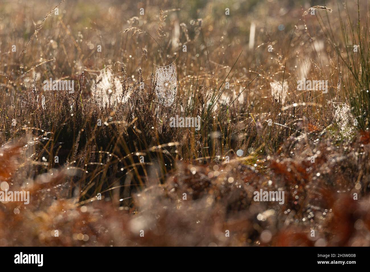 Wahner Heide Landschaft bei Troisdorf , am frühen Morgen im Oktober. Stockfoto