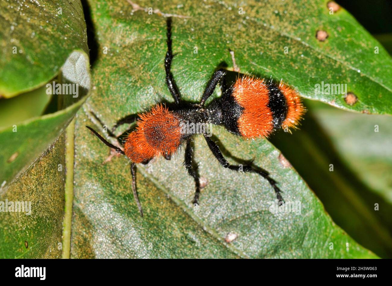 Rote Samtante (Dasymutilla occidentalis) Weibchen kriecht über Baumblätter, dorsale Ansicht in Houston, TX. Cow Killer ist ein weiterer gebräuchlicher Name. Stockfoto