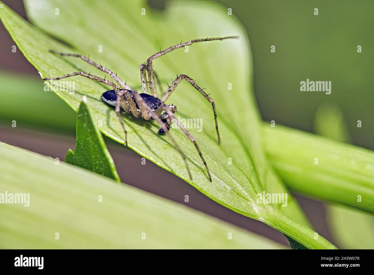 Philodromus ist schlecht. Stockfoto