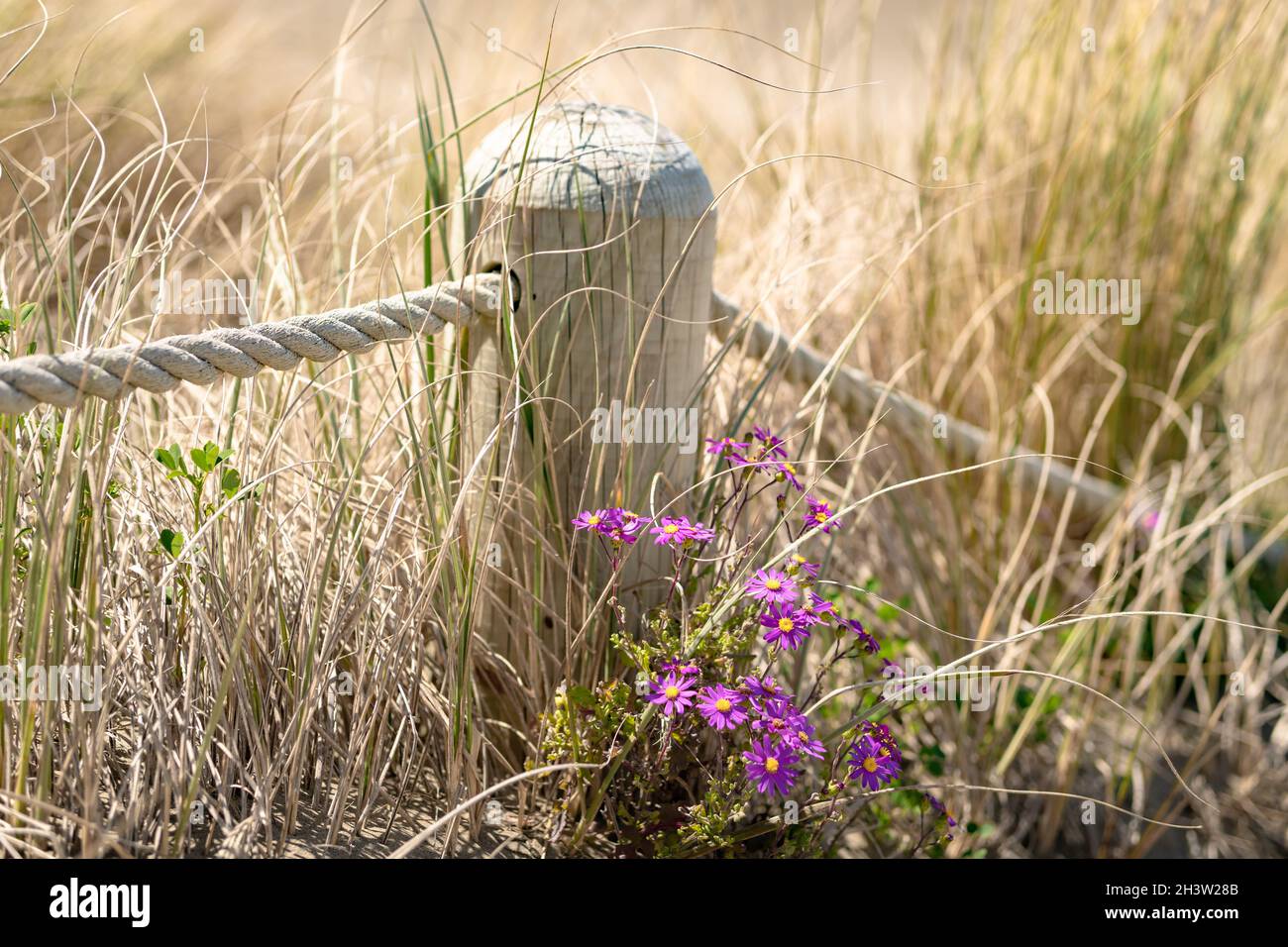 Lila Aster (Senecio elegans) in Neuseeland Dünen Stockfoto