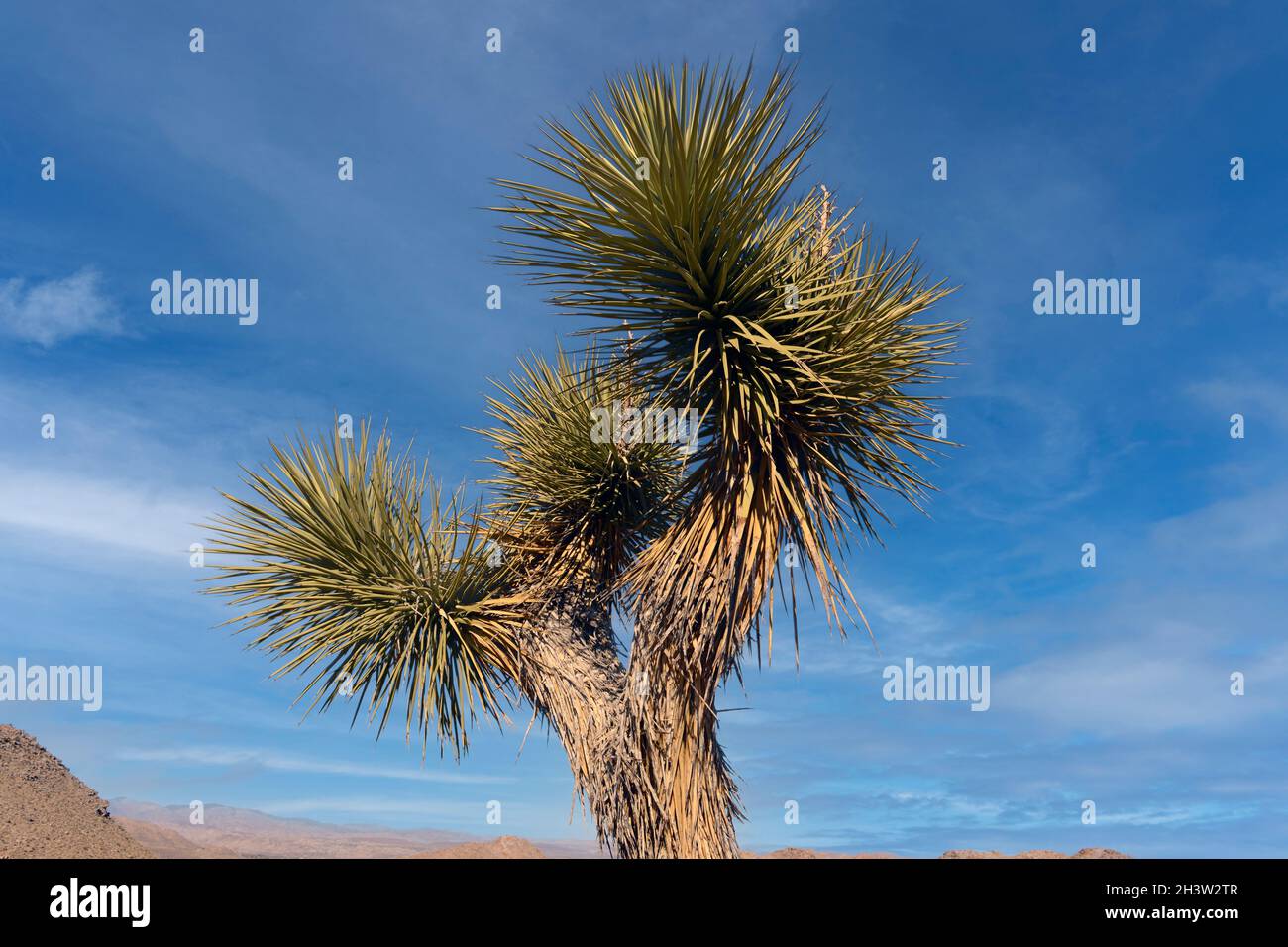 Joshua Tree Nationalpark, Kalifornien Stockfoto