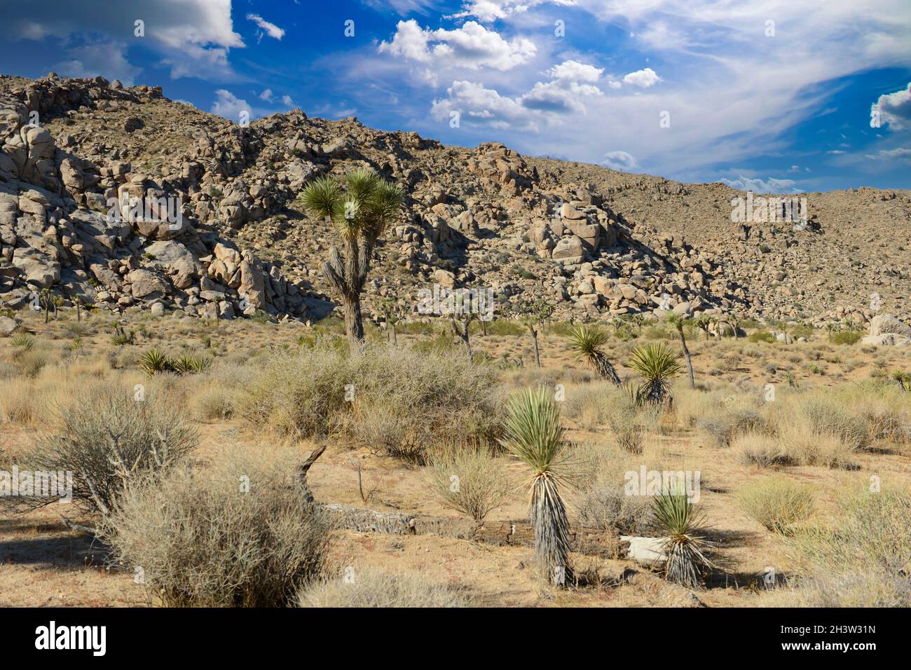 Joshua Tree Nationalpark, Kalifornien Stockfoto