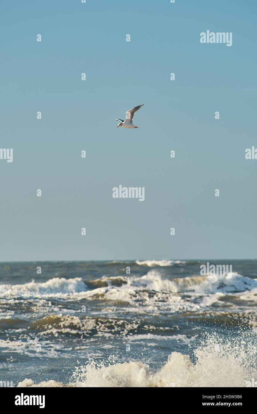 Möwe fliegt über raue Wellen an der Nordsee in Dänemark Stockfoto