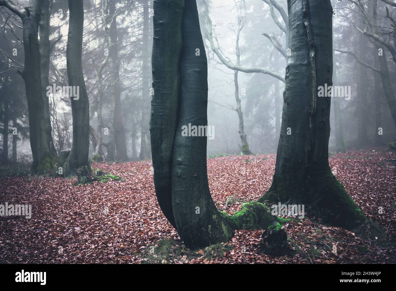 Nebligen Wald Stockfoto