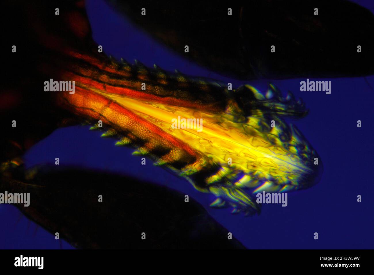 Mikroskopische Ansicht eines Maul einer Zecke (Ixodidae, harte Zecke). Polarisiertes Licht mit gekreuzten Polarisatoren. Stockfoto