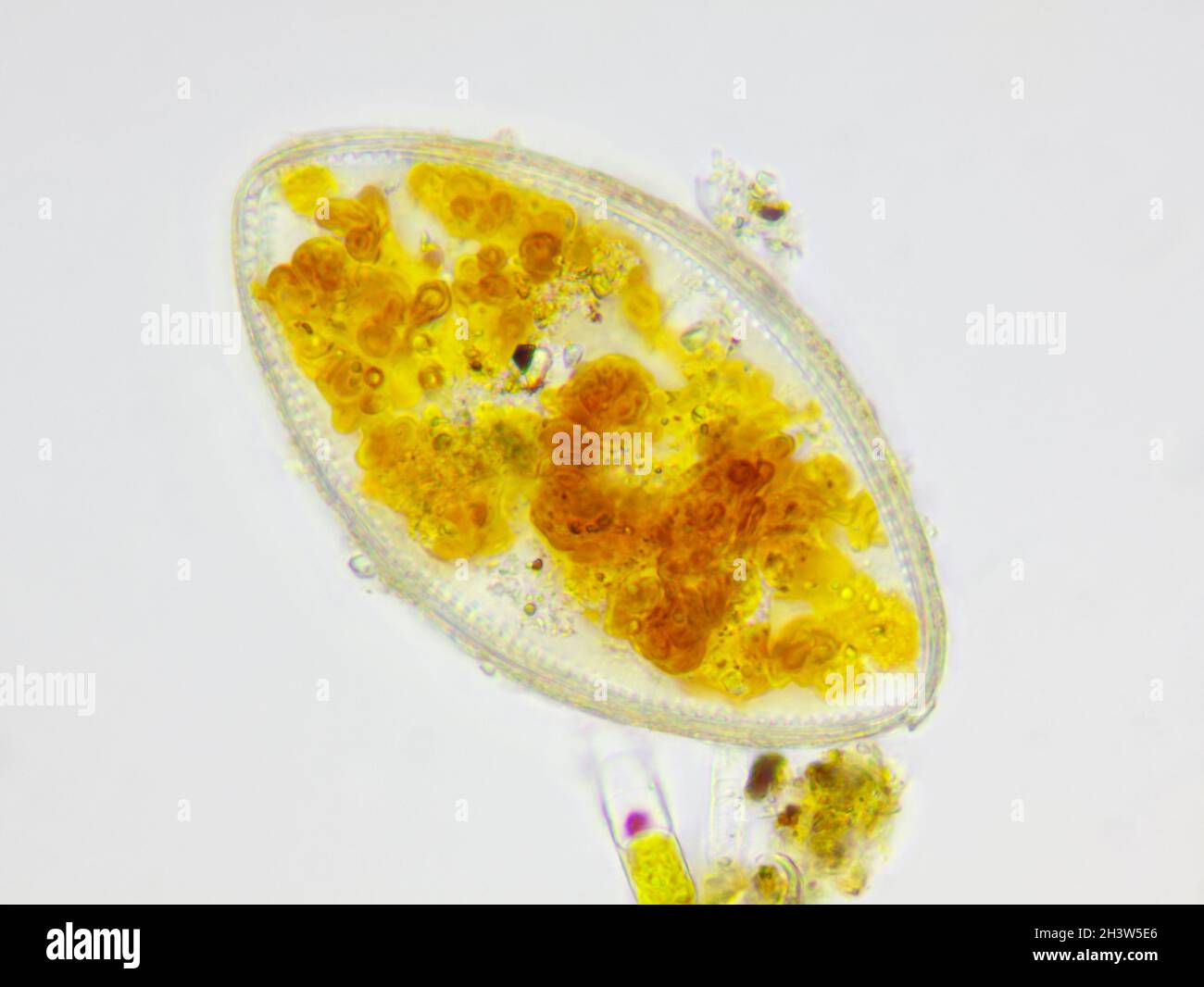 Mikroskopische Ansicht einer Kieselalge. Hellfeldbeleuchtung. Stockfoto