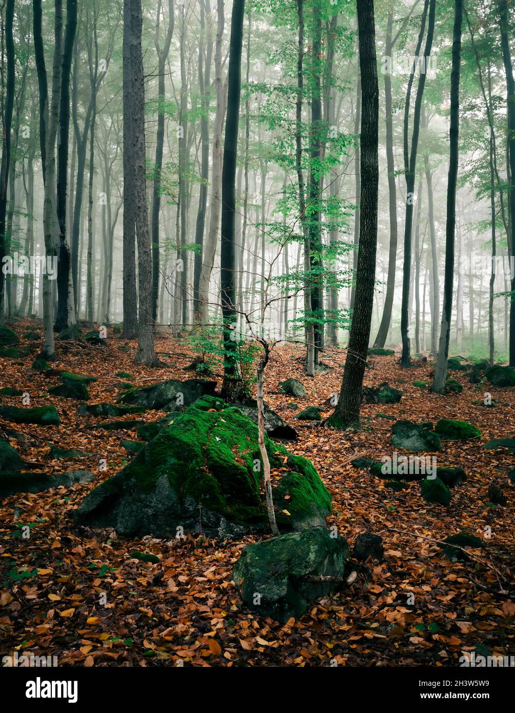 Nebligen Wald Stockfoto