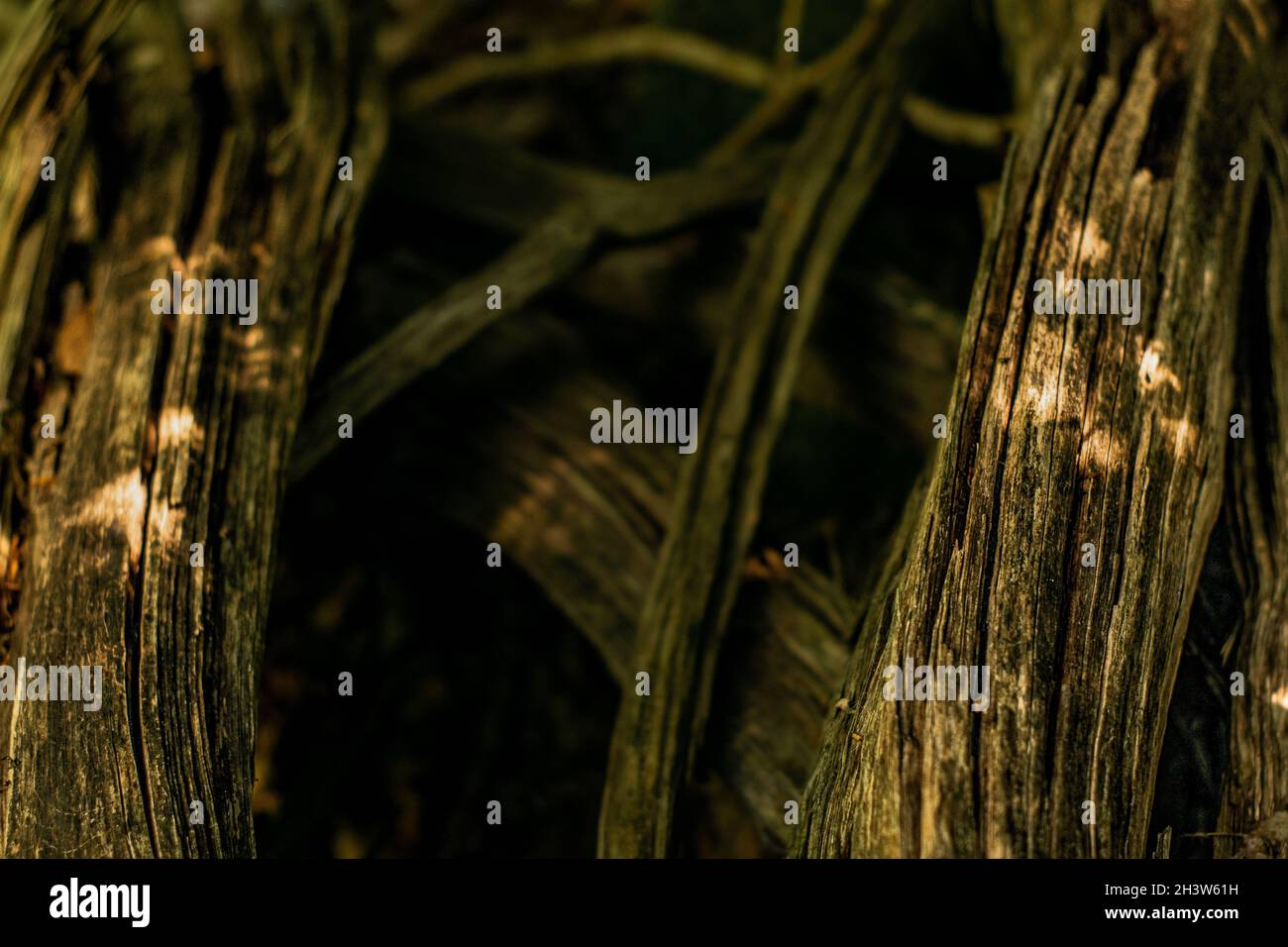 Nahaufnahme von Details eines Baumes im Wald Stockfoto