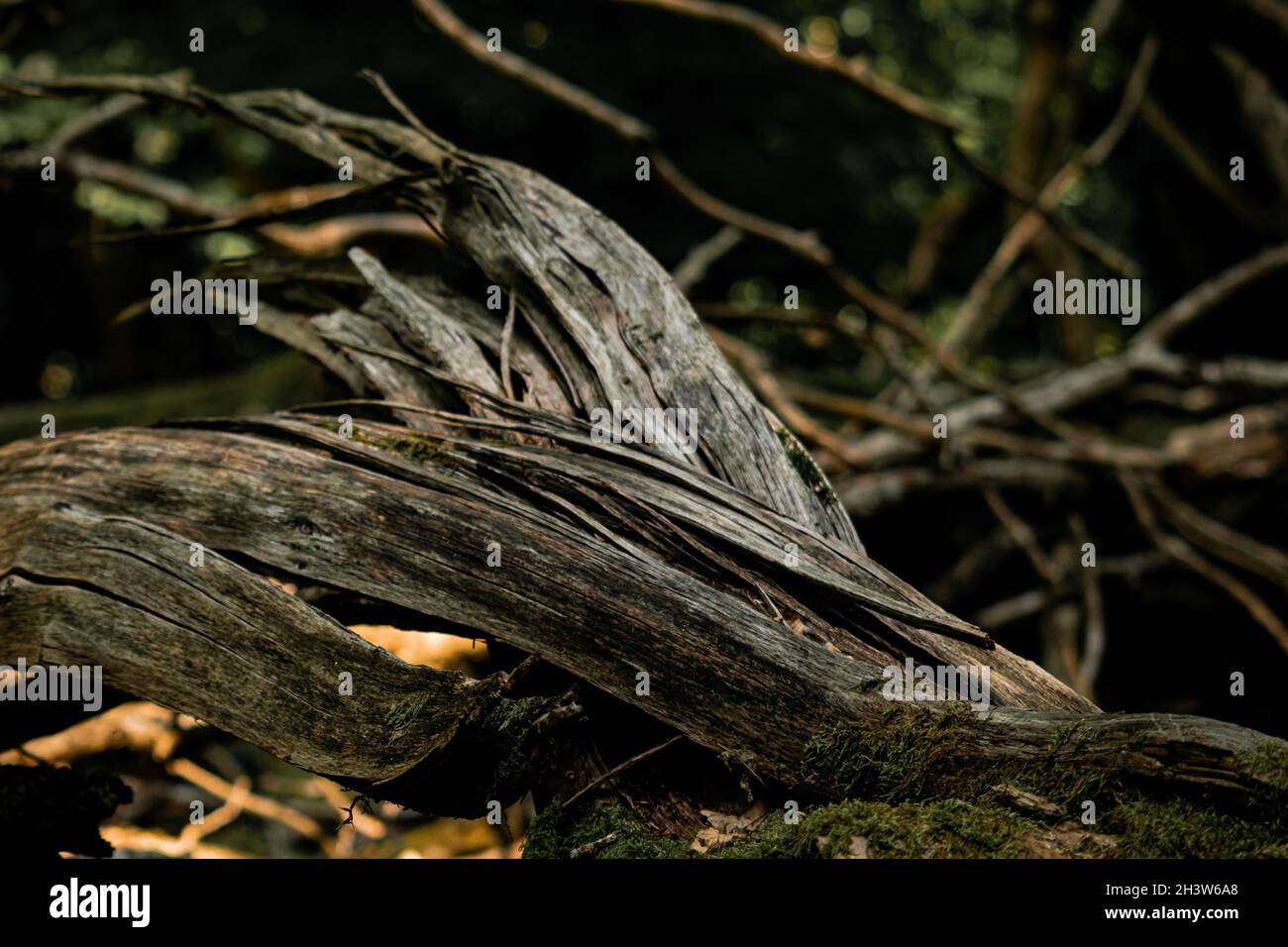 Nahaufnahme von Details eines Baumes im Wald Stockfoto