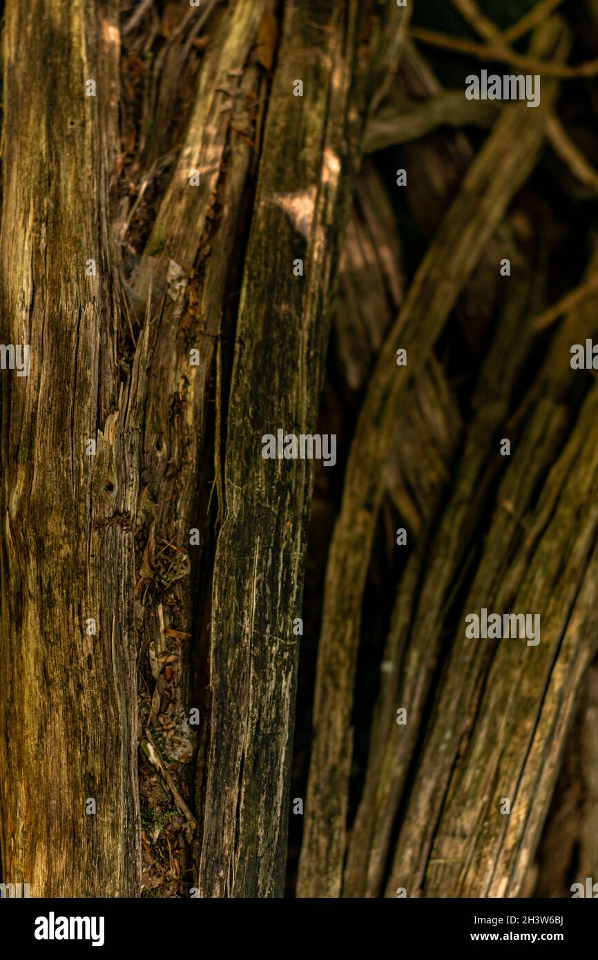Nahaufnahme von Details eines Baumes im Wald Stockfoto