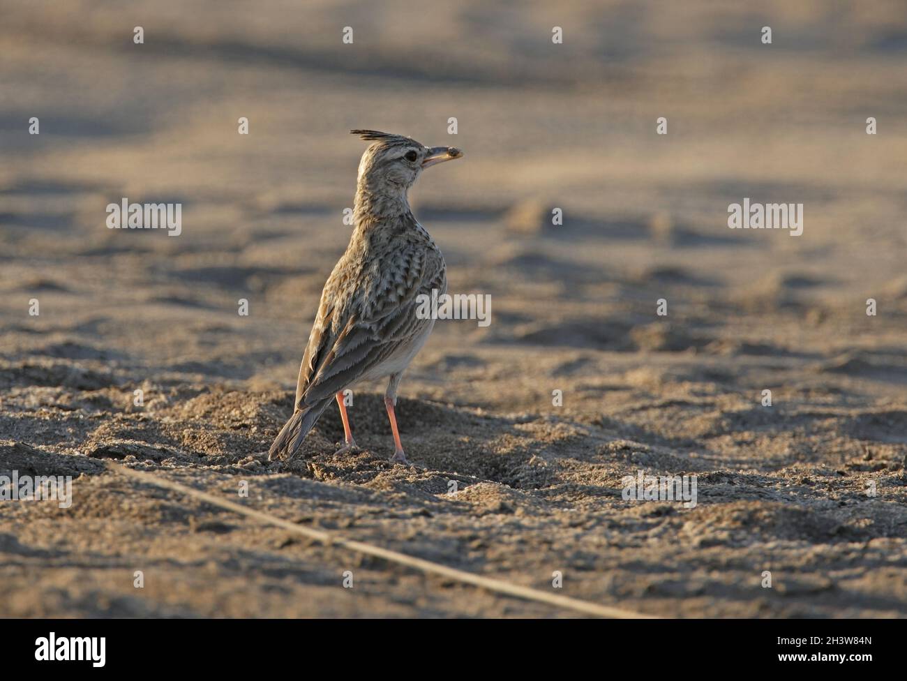 Crested Lark (Galerida cristata) Erwachsener auf dem Boden mit Nahrung in Bill Gujarat, Indien November Stockfoto