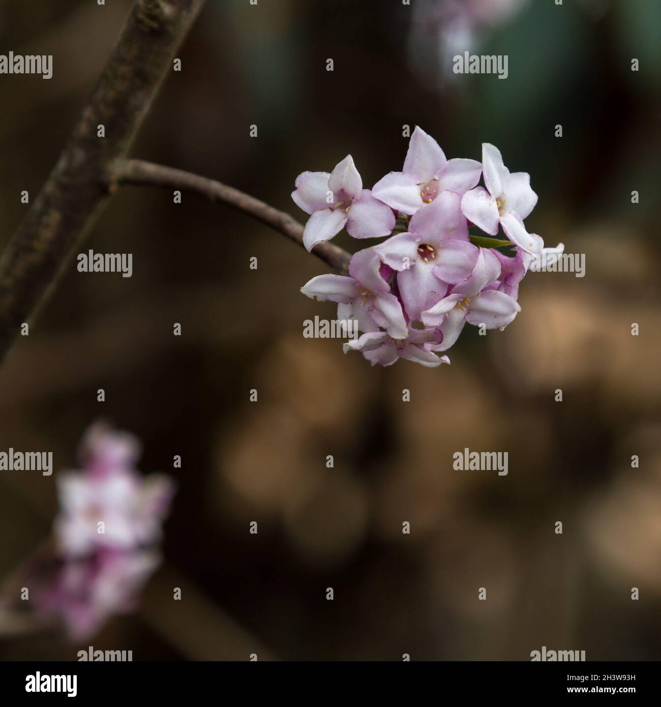 Nepalesische Papierfabrik (Daphne bholua) Stockfoto
