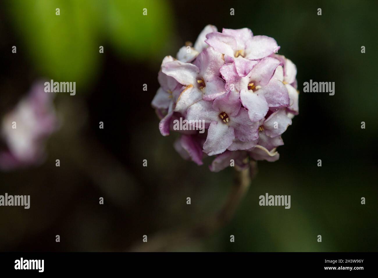 Blumen der nepalesischen Papierpflanze (Daphne bholua) Stockfoto