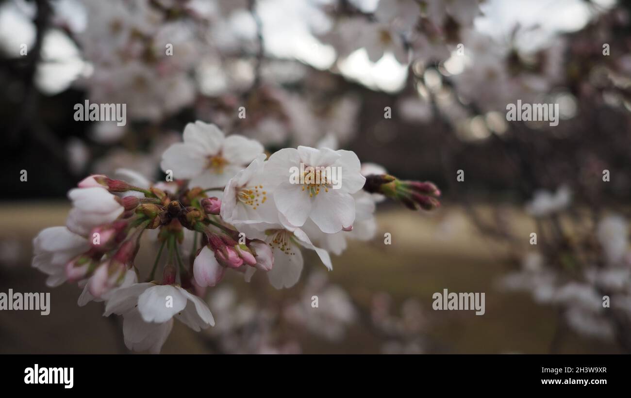 Weiße Kirschblüten. Sakura-Bäume blühen im Meguro ward Tokyo Japan von März bis April. Kirschblütenbäume voller Blüte sind perfekt für Besichtigungen Stockfoto