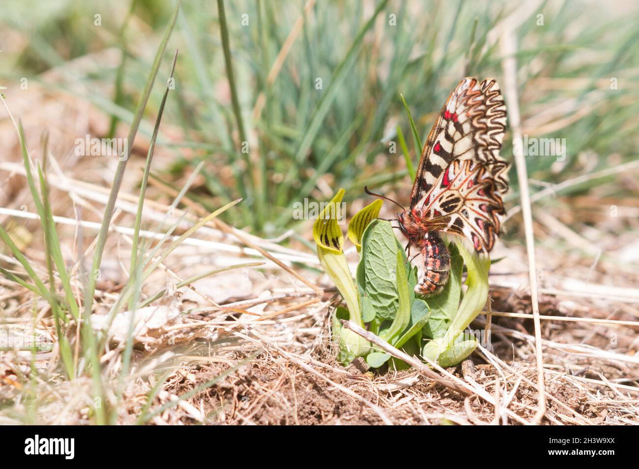 Das südliche Festoon (Zerynthia polyxena), ein Weibchen legt ein Ei auf ein Blatt der Wirtspflanze Aristolochia pallida. Aostatal, italienische Alpen. Stockfoto