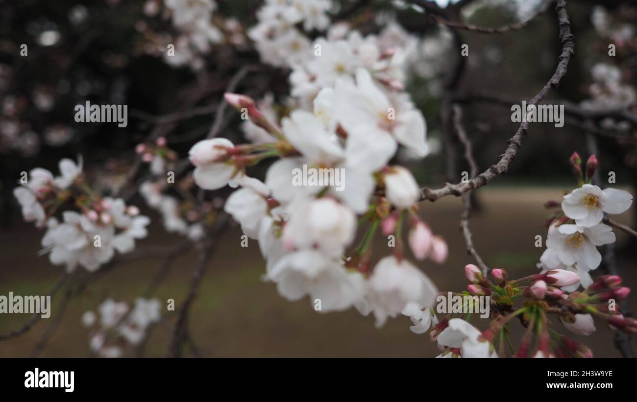 Weiße Kirschblüten. Sakura-Bäume blühen im Meguro ward Tokyo Japan von März bis April. Kirschblütenbäume voller Blüte sind perfekt für Besichtigungen Stockfoto