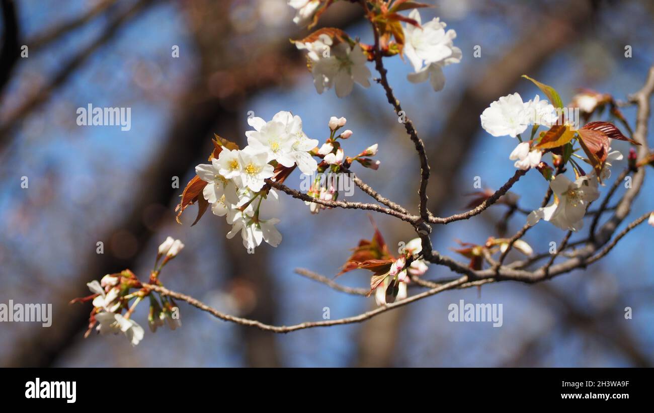 Weiße Kirschblüten. Sakura-Bäume blühen im Meguro ward Tokyo Japan von März bis April. Kirschblütenbäume voller Blüte sind perfekt für Besichtigungen Stockfoto