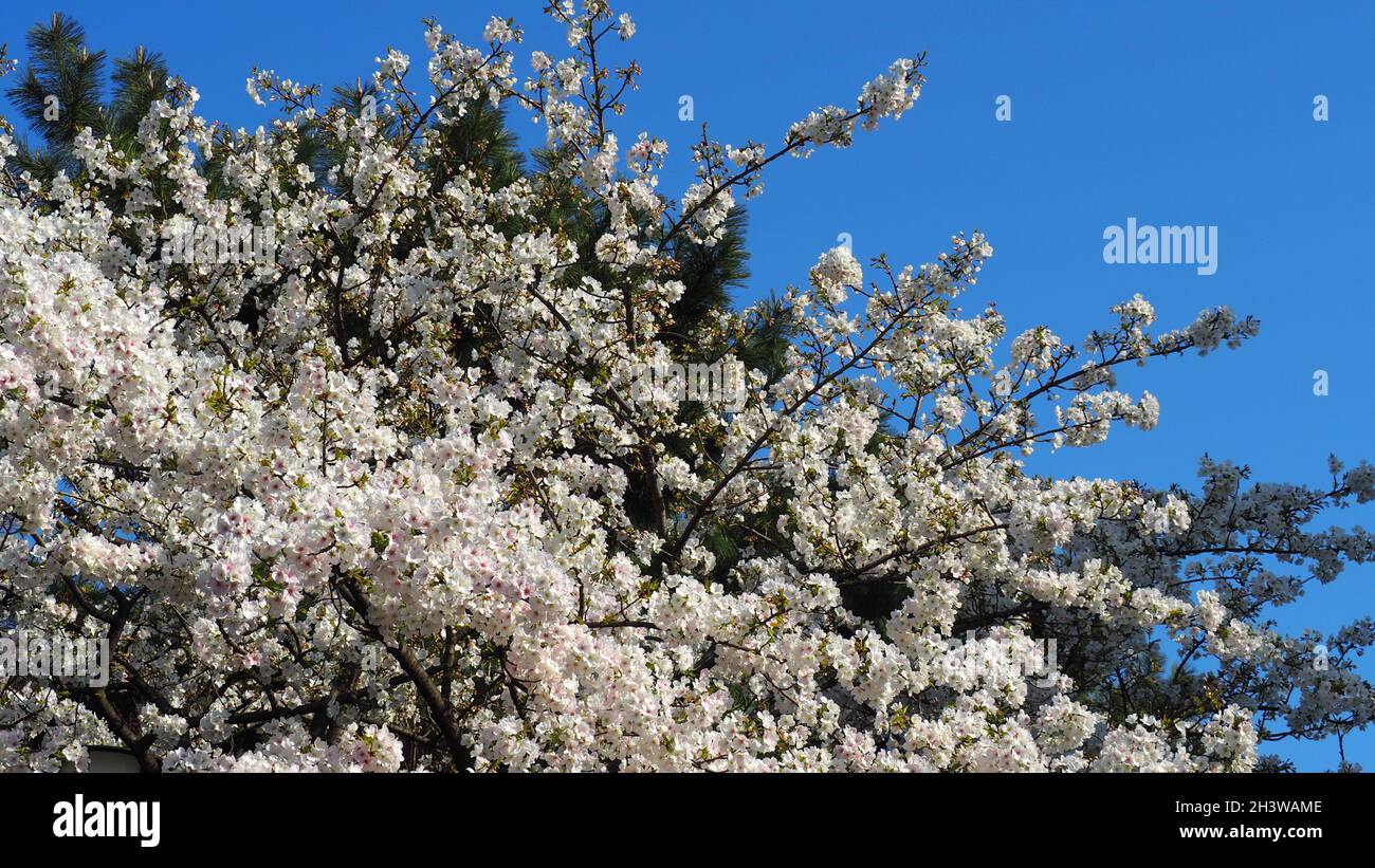 Weiße Kirschblüten. Sakura-Bäume blühen im Meguro ward Tokyo Japan von März bis April. Kirschblütenbäume voller Blüte sind perfekt für Besichtigungen Stockfoto