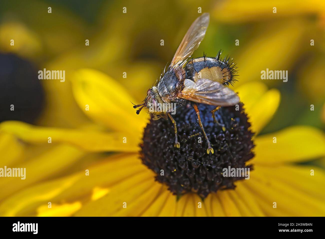 Igelfliege (Tachina fera). Stockfoto