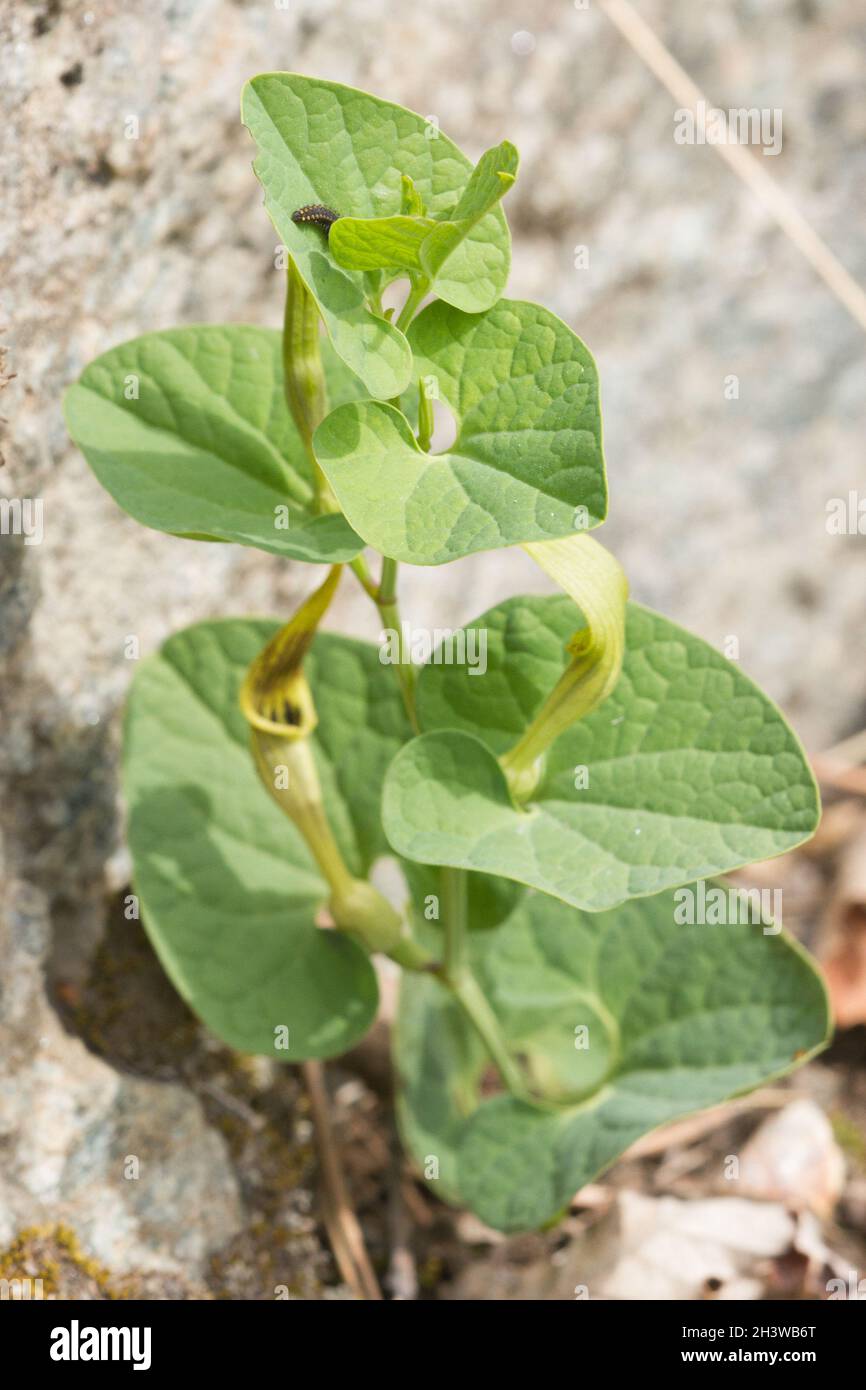 Der südliche Festoon (Zerynthia polyxena), Raupe, die sich von Aristolochia pallida ernährt, einer giftigen Pflanze und deren Schutz. Aostatal, italienische Alpen. Stockfoto