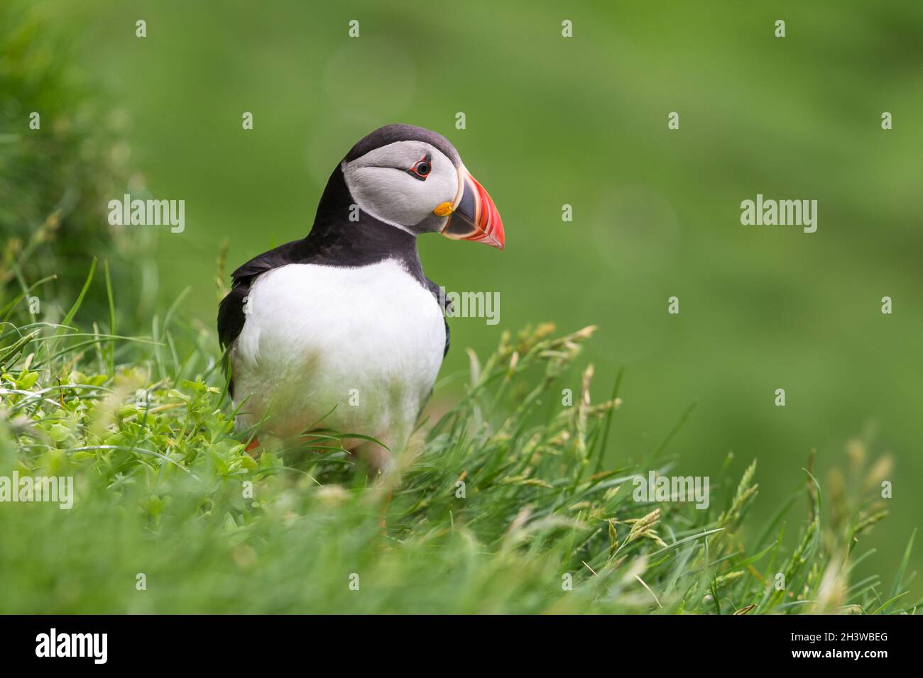 Atlantischer Papageientaucher (Fraterkula arctica) am grasbewachsenen Hang der Mykines-Insel des Färöer-Archipels. Stockfoto