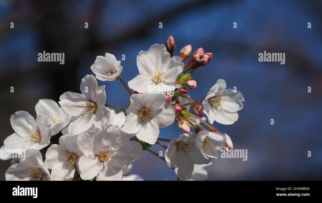 Weiße Kirschblüten. Sakura-Bäume blühen im Meguro ward Tokyo Japan von März bis April. Kirschblütenbäume voller Blüte sind perfekt für Besichtigungen Stockfoto