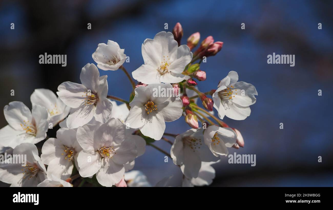 Weiße Kirschblüten. Sakura-Bäume blühen im Meguro ward Tokyo Japan von März bis April. Kirschblütenbäume voller Blüte sind perfekt für Besichtigungen Stockfoto