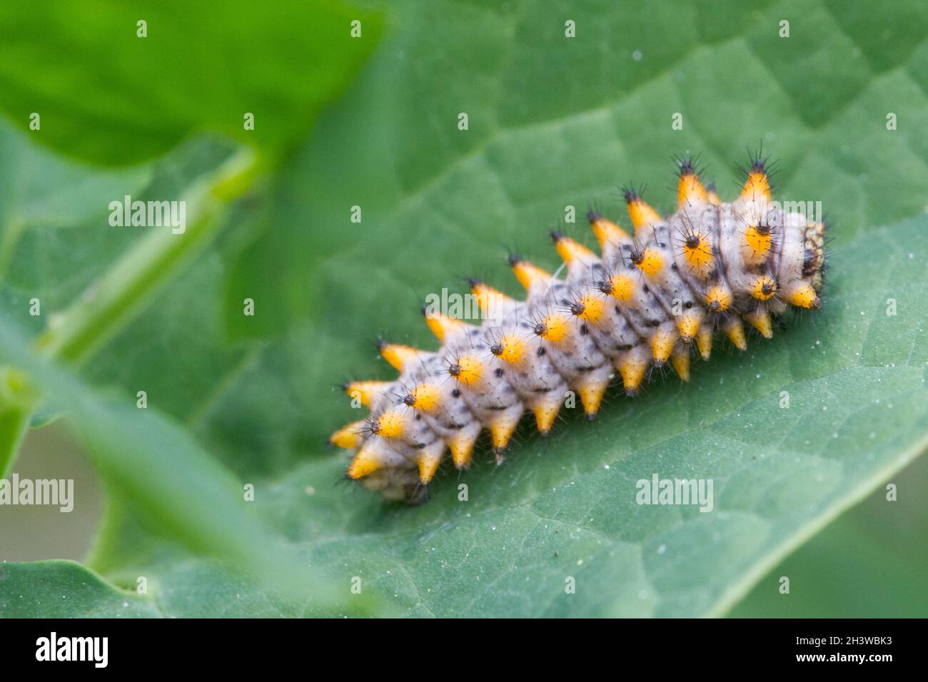 Das südliche Festoon (Zerynthia polyxena) eine Raupe in einem Einseilstadion auf einem Aristolochia-Blatt, seiner Wirtspflanze. Aostatal, italienische Alpen. Stockfoto