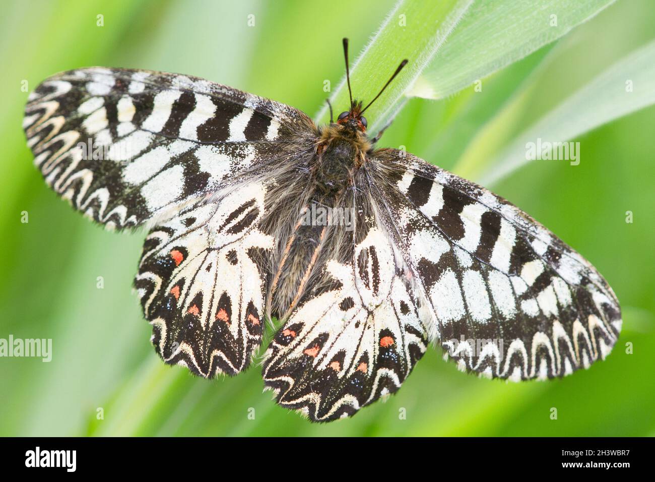 Der südliche Festoon (Zerynthia polyxena), ein frisch gefärbtes Männchen. Aostatal, italienische Alpen. Stockfoto