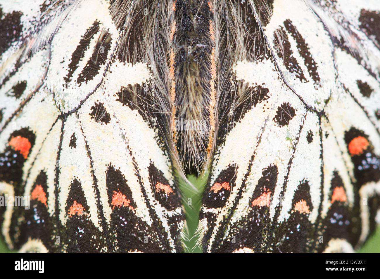 Der südliche Festoon (Zerynthia polyxena), ein Zoom auf seinen farbigen Flügel, Synonym für Toxizität. Aostatal, italienische Alpen. Stockfoto