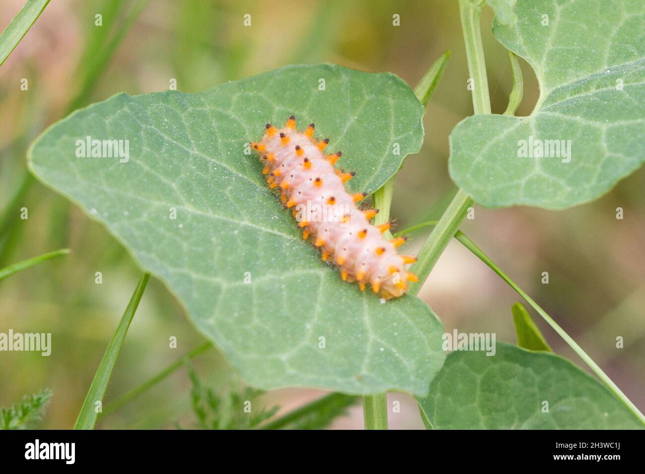 Der südliche Festoon (Zerynthia polyxena), Raupe, die sich von Aristolochia pallida ernährt, einer giftigen Pflanze und deren Schutz. Aostatal, italienische Alpen. Stockfoto