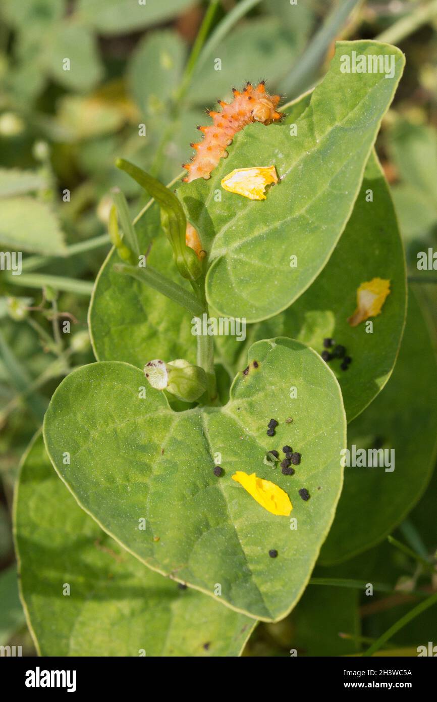 Der südliche Festoon (Zerynthia polyxena), Raupe, die sich von Aristolochia pallida ernährt, einer giftigen Pflanze und deren Schutz. Aostatal, italienische Alpen. Stockfoto