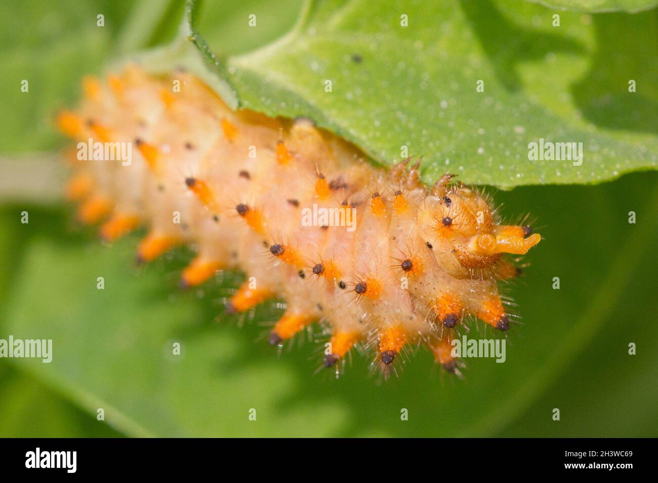 Der südliche Festoon (Zerynthia polyxena), Raupe, die sich von Aristolochia pallida ernährt, einer giftigen Pflanze und deren Schutz. Aostatal, italienische Alpen. Stockfoto