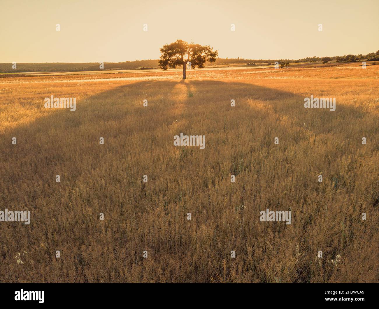 Wunderschön isolierter Baum mit Hintergrundbeleuchtung in der Sonnenuntergangslandschaft Stockfoto