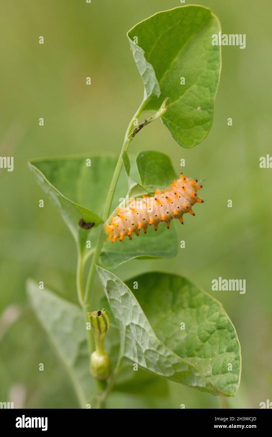 Der südliche Festoon (Zerynthia polyxena), Raupe, die sich von Aristolochia pallida ernährt, einer giftigen Pflanze und deren Schutz. Aostatal, italienische Alpen. Stockfoto