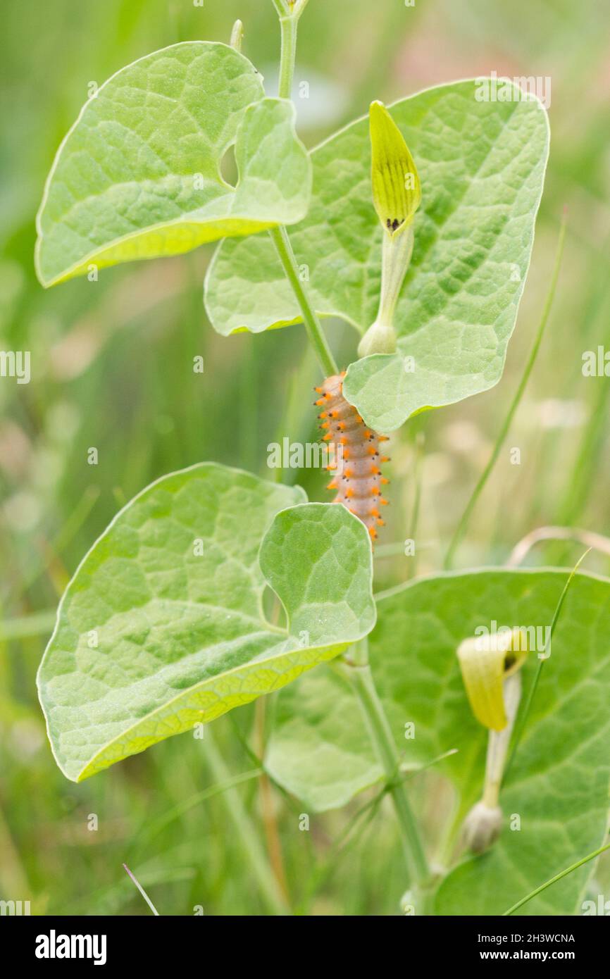 Der südliche Festoon (Zerynthia polyxena), Raupe, die sich von Aristolochia pallida ernährt, einer giftigen Pflanze und deren Schutz. Aostatal, italienische Alpen. Stockfoto