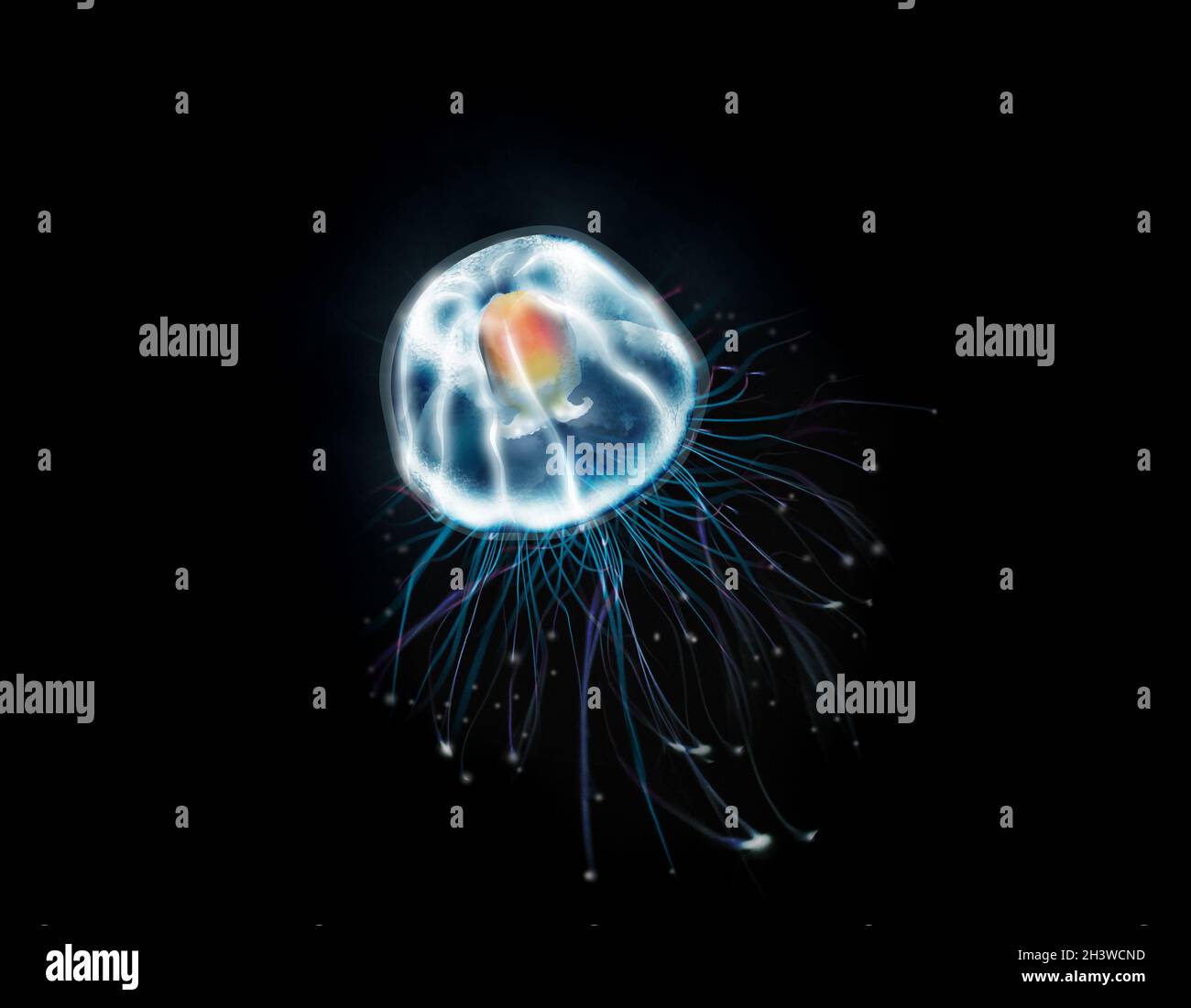Turritopsis dohrnii Qualle, unsterbliche Qualle im Ozean. Stockfoto