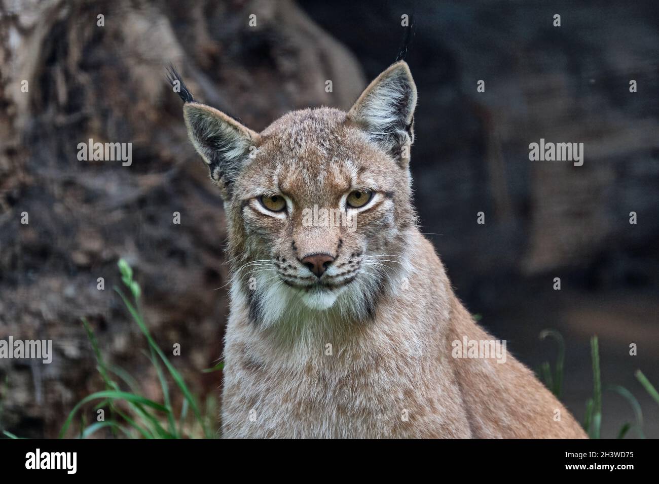 Eurasischer Luchs oder Nordlychs (Lynx Luchs). Stockfoto