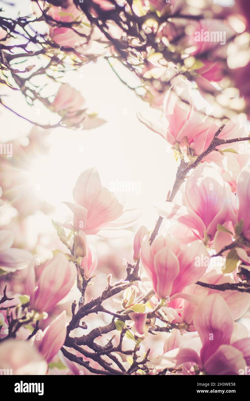 Magnolienbaum Blumen blühen im Frühjahr Stockfoto