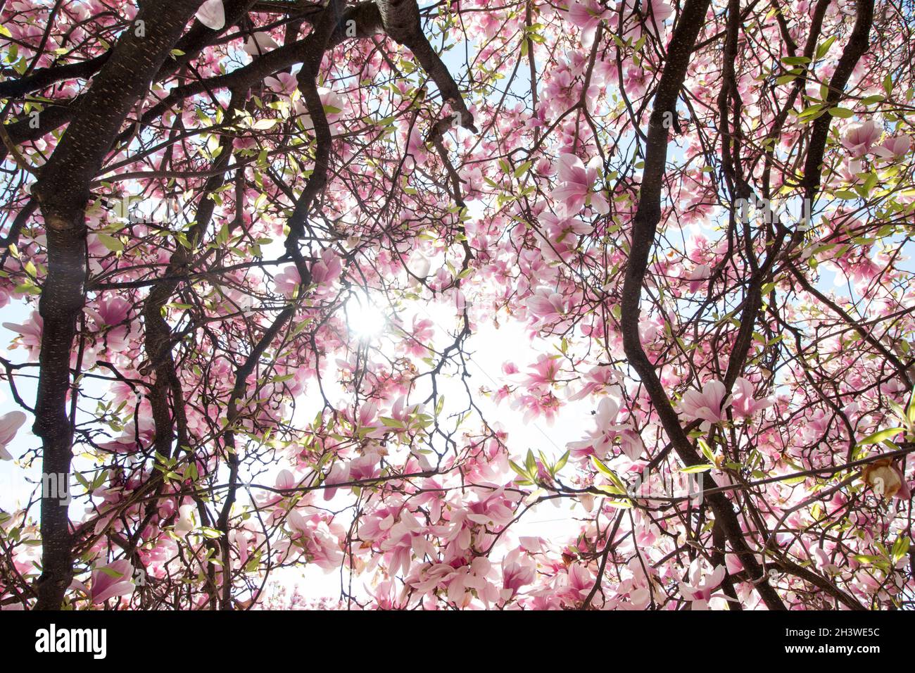 Magnolienbaum Blumen blühen im Frühjahr Stockfoto