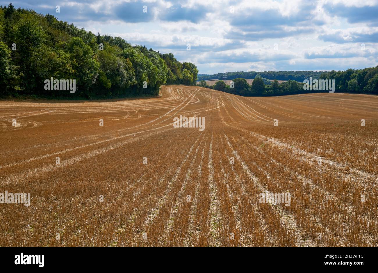Blick auf ein strübliches Feld auf einem steilen Hügel neben Bray's Wood - in Richtung Little Missenden, Misbourne Valley, Chilterns, Buckinghamshire Stockfoto
